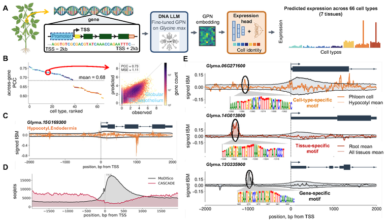 CASCADE: DNA language-model attributions resolved across 66 soybean cell types, recovering promoter-associated regulatory motifs