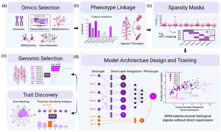 Biology-informed neural networks embedding omics structure for genomic prediction and trait discovery