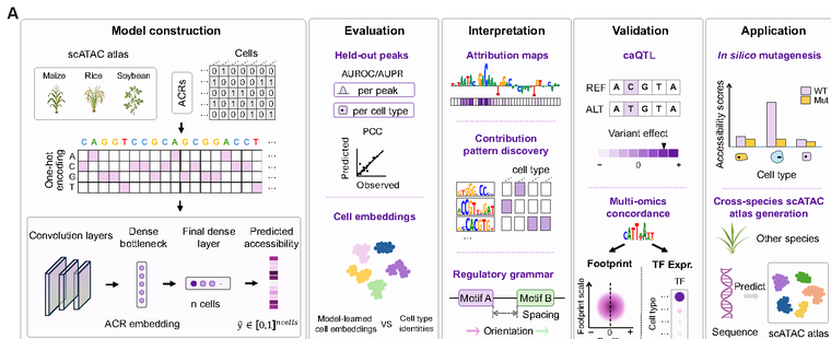 The PEAgent framework for modeling plant single-cell chromatin accessibility
